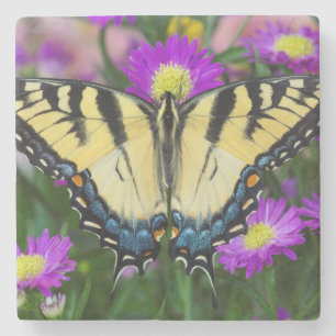 Swallowtail Butterfly on daisy Stone Coaster