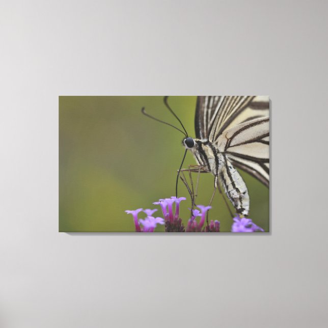 Swallowtail Butterfly on flower, Chiba Canvas Print (Front)