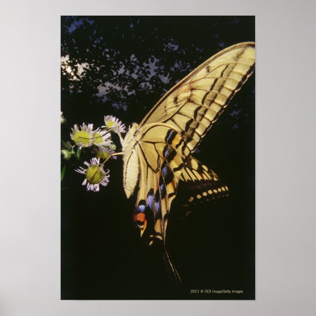 Swallowtail Butterfly on flower, close up Poster (Front)