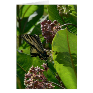 Swallowtail Butterfly on Milkweed Blossoms Cards