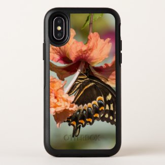 Swallowtail Butterfly On Orange Hibiscus