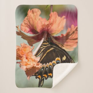 Swallowtail Butterfly On Orange Hibiscus