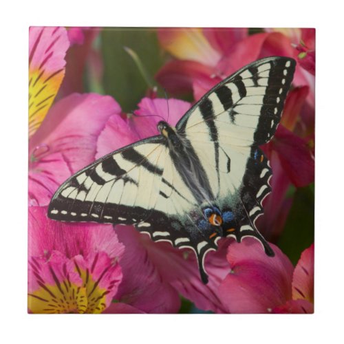 Swallowtail Butterfly on pink Ceramic Tile