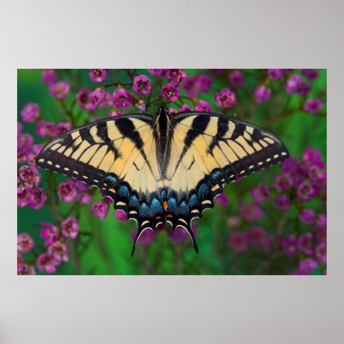 Swallowtail Butterfly on purple Poster