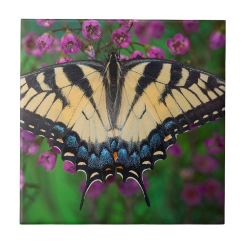 Swallowtail Butterfly on purple Tile