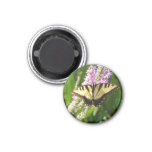 Swallowtail Butterfly on Purple Wildflowers Magnet