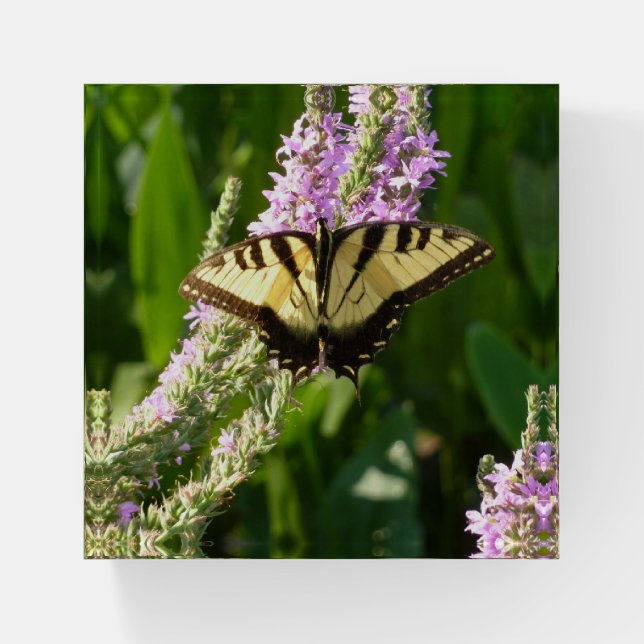 Swallowtail Butterfly on Purple Wildflowers Paperweight (Front)