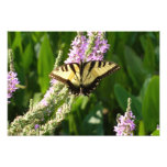 Swallowtail Butterfly on Purple Wildflowers Photo Print