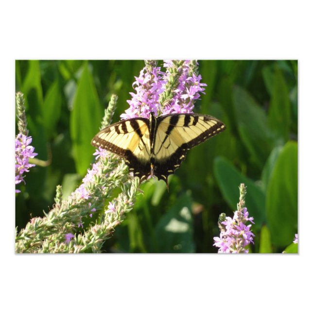 Swallowtail Butterfly on Purple Wildflowers Photo Print (Front)