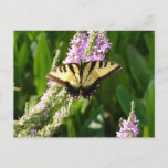 Swallowtail Butterfly on Purple Wildflowers Postcard