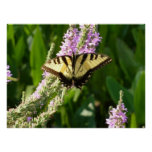 Swallowtail Butterfly on Purple Wildflowers Poster
