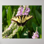 Swallowtail Butterfly on Purple Wildflowers Poster