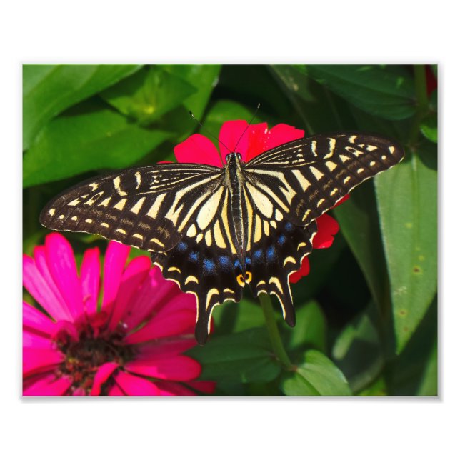 Swallowtail Butterfly Photo Print (Front)