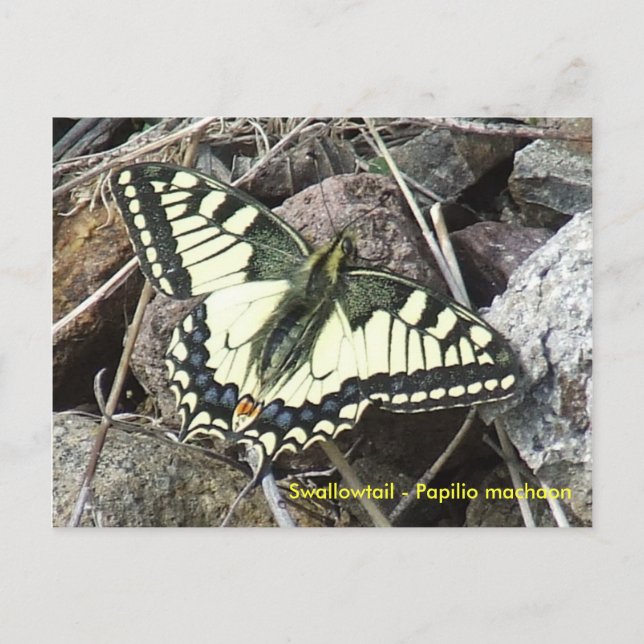 Swallowtail Butterfly Postcard (Front)