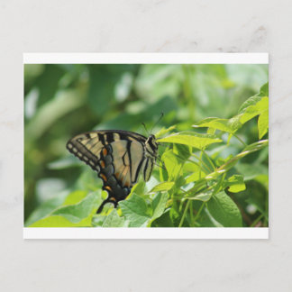 Swallowtail Butterfly Postcard