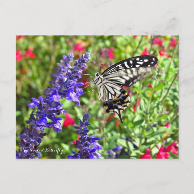 Swallowtail Butterfly Postcard (Front)