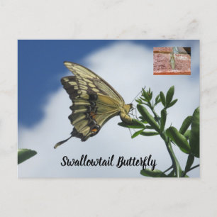 Swallowtail butterfly postcard