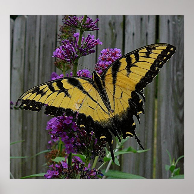 Swallowtail Butterfly Poster (Front)