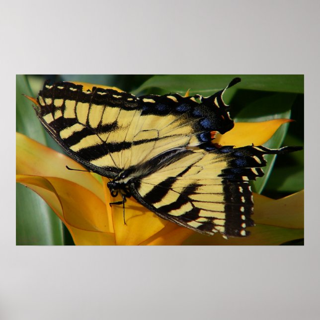 Swallowtail Butterfly Poster (Front)