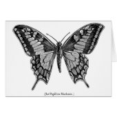 Swallowtail butterfly, scientific illustration. (Front Horizontal)