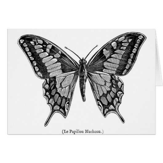 Swallowtail butterfly, scientific illustration. cards (Front Horizontal)