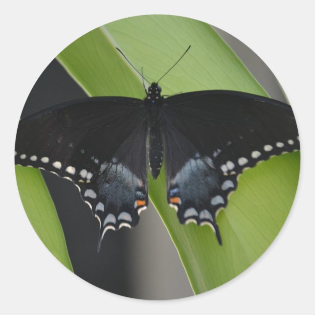 Swallowtail Butterfly Sticker (Front)