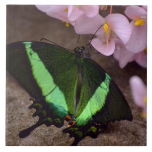 Swallowtail Butterfly Tile
