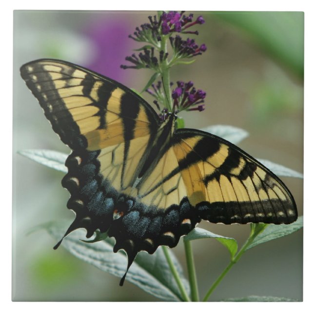Swallowtail Butterfly Tile (Front)