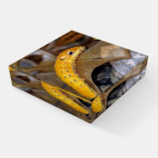 Swallowtail Caterpillar Glass Paperweight