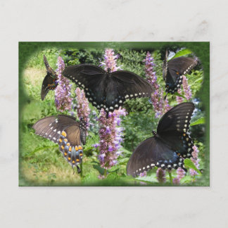 Swallowtail collage 2 ~ postcard