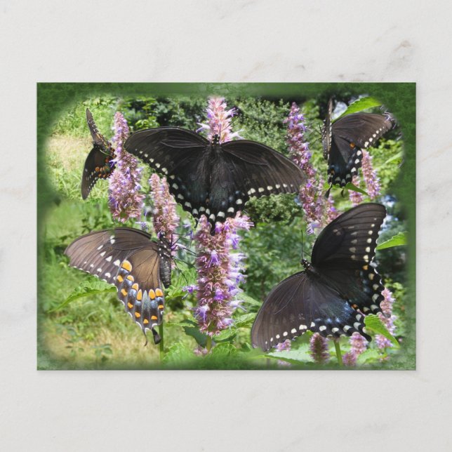 Swallowtail collage 2 ~ postcard (Front)