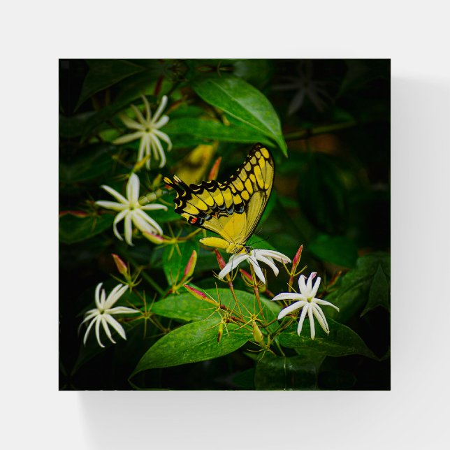 SwallowTail in the Jasmine Glass Paperweight (Front)