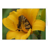 Swallowtail Lily - Butterfly (Front Horizontal)