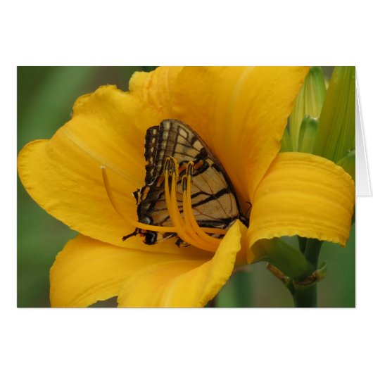 Swallowtail Lily - Butterfly Cards (Front Horizontal)