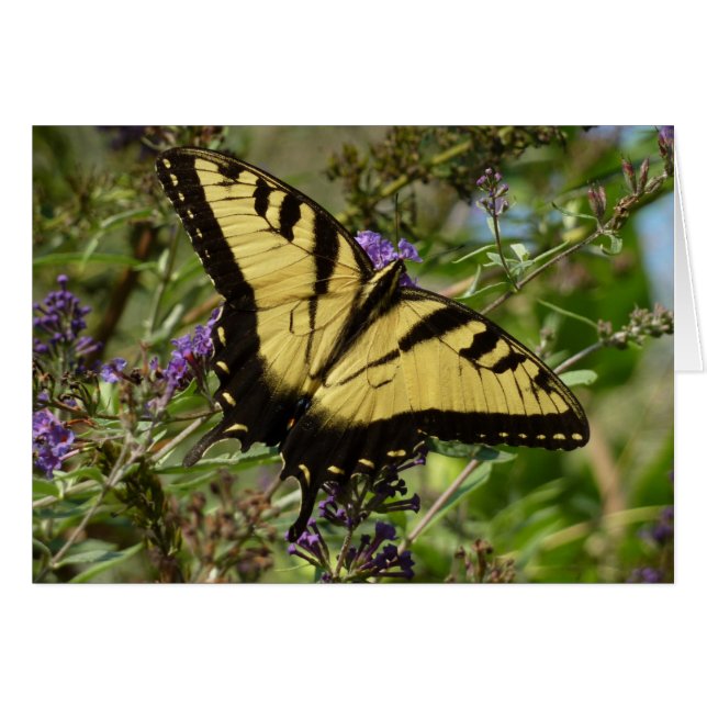 Swallowtail on Butterfly Bush Cards (Front Horizontal)