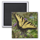 Swallowtail on Butterfly Bush Magnet