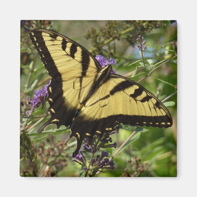 Swallowtail on Butterfly Bush Magnet (Front)