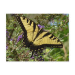 Swallowtail on Butterfly Bush Postcard