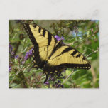 Swallowtail on Butterfly Bush Postcard