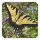 Swallowtail on Butterfly Bush Square Sticker