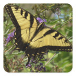 Swallowtail on Butterfly Bush Square Sticker