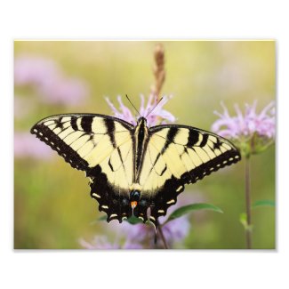 Swallowtail on Wild Bergamot Photo Print