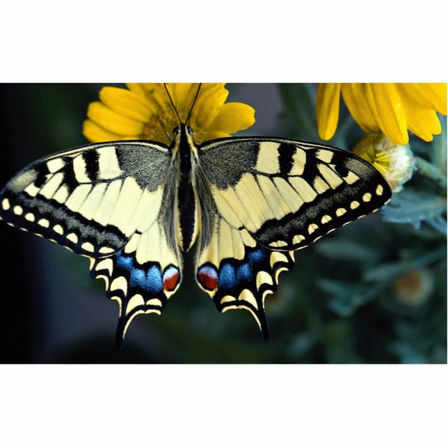 Swallowtail, Papilio machaon Cutout (Front)
