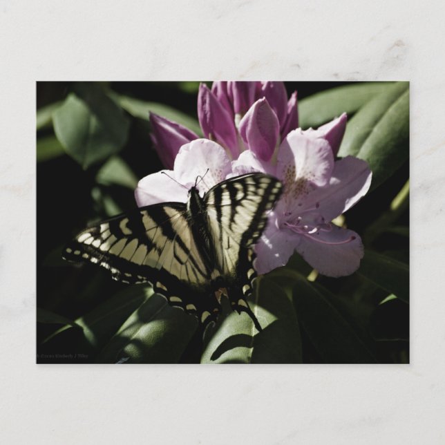 Swallowtail & Rhododendron Postcard (Front)