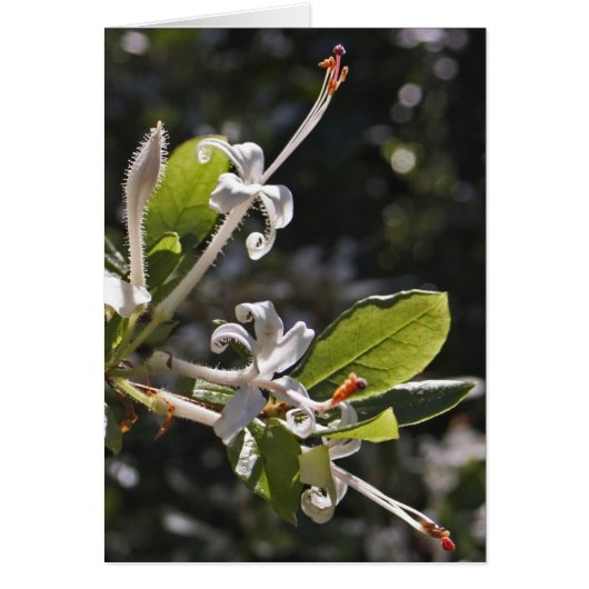 Swamp Azalea Cards (Front)