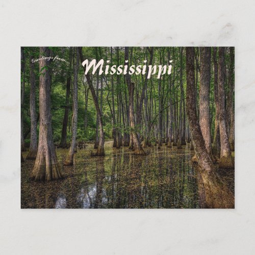 Swamp Forest in Mississippi Postcard