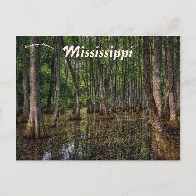 Swamp Forest in Mississippi Postcard (Front)