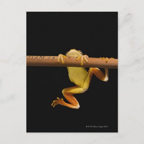 Swamp frog Limnonectes Leytensis Postcard