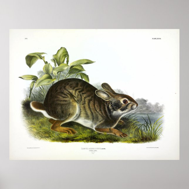 Swamp Hare (Swamp Rabbit) by Audubon Poster (Front)