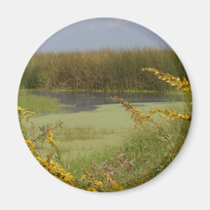 Swamp In Louisiana Magnet